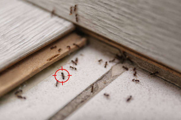Best Ant Control Services  in Silver Lakes, CA