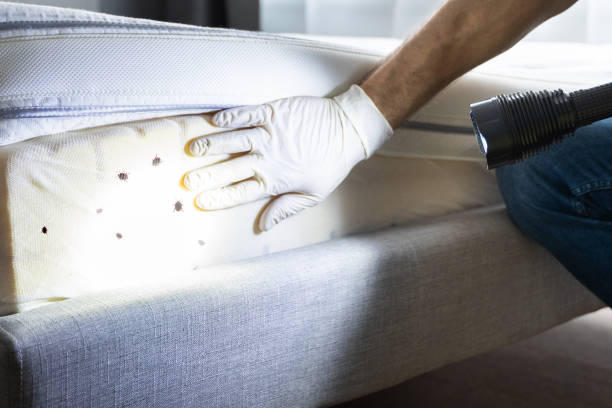 Best Pest Prevention Services  in Silver Lakes, CA