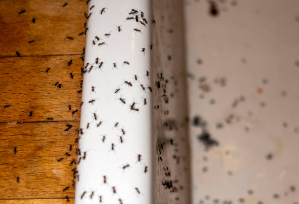 Best Affordable Pest Control Services  in Silver Lakes, CA